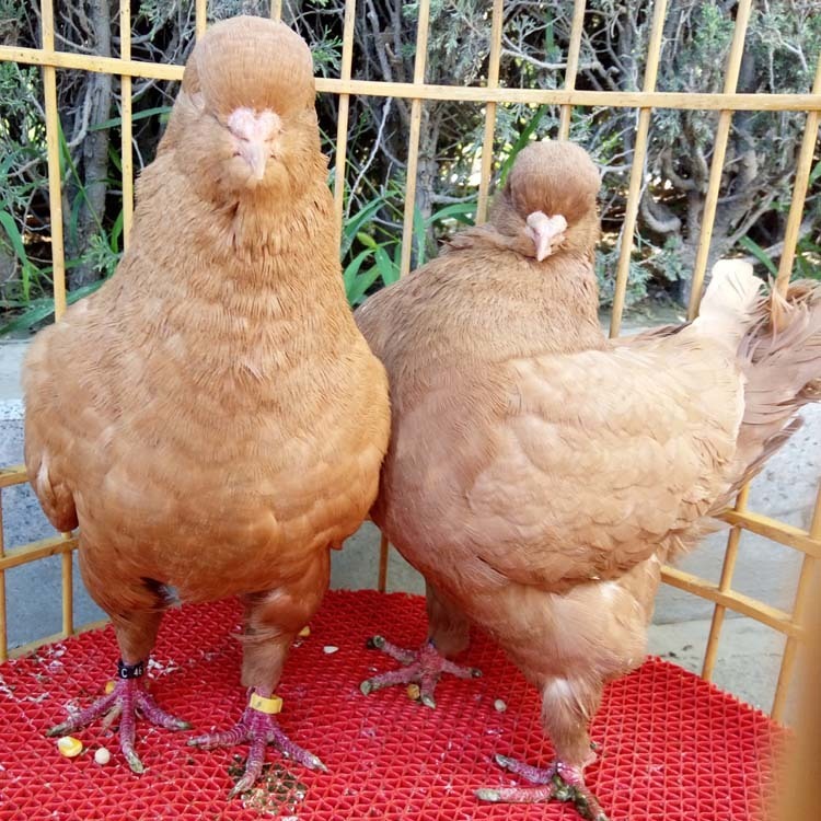 青海元宝鸽养殖场 元宝鸽价格 大体元宝鸽 2斤的元宝鸽图片