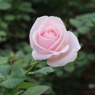 昆明基地玫瑰苗供应 多颜色玫瑰花苗 多色玫瑰苗