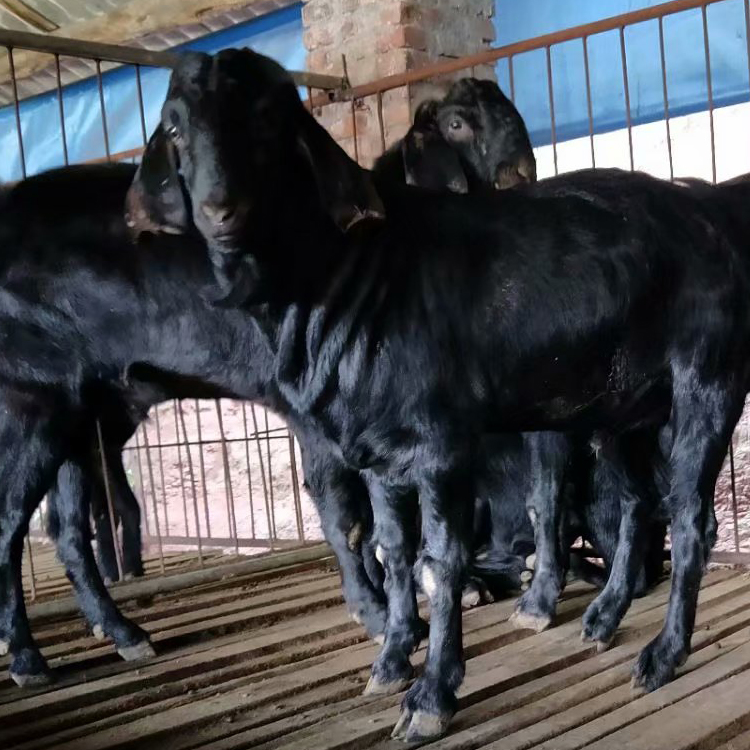 黑山羊苗市场报价 黑山羊种羊易养殖 3-6个月龄黑山羊羊羔价格 现代 厂家供应图片