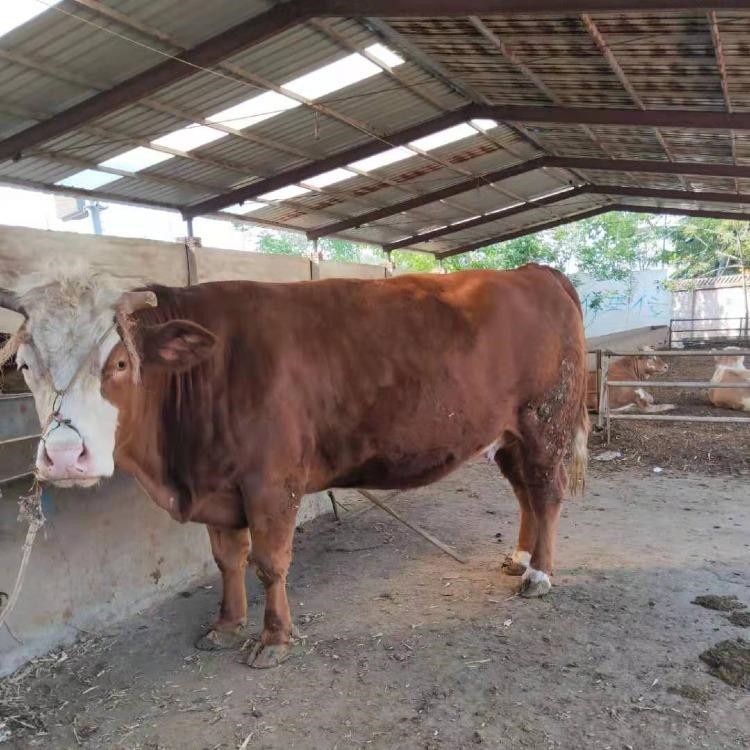 西门塔尔牛种苗价格 通凯畜牧 安徽西门塔尔牛苗价格 品种长势快