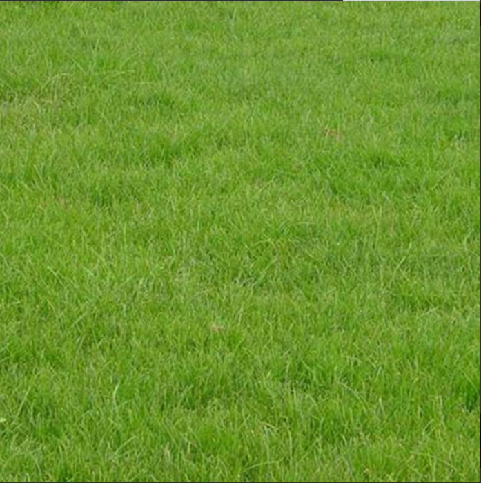园林绿化草坪黑麦草喜光耐荫再生性好颜色深绿 马尼拉草坪