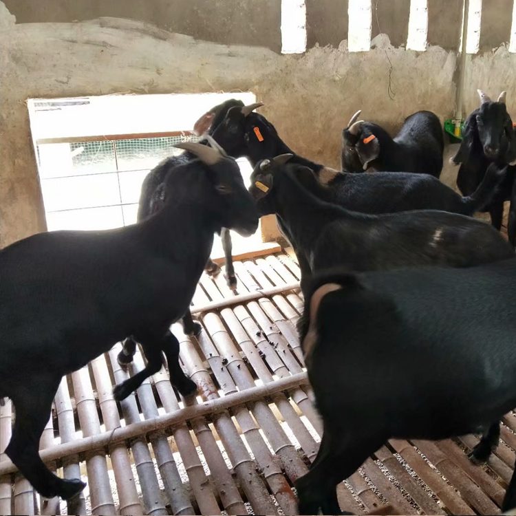 黑山羊怀孕母羊 黑山羊供应 2020年黑山羊行情 现代 常年批发