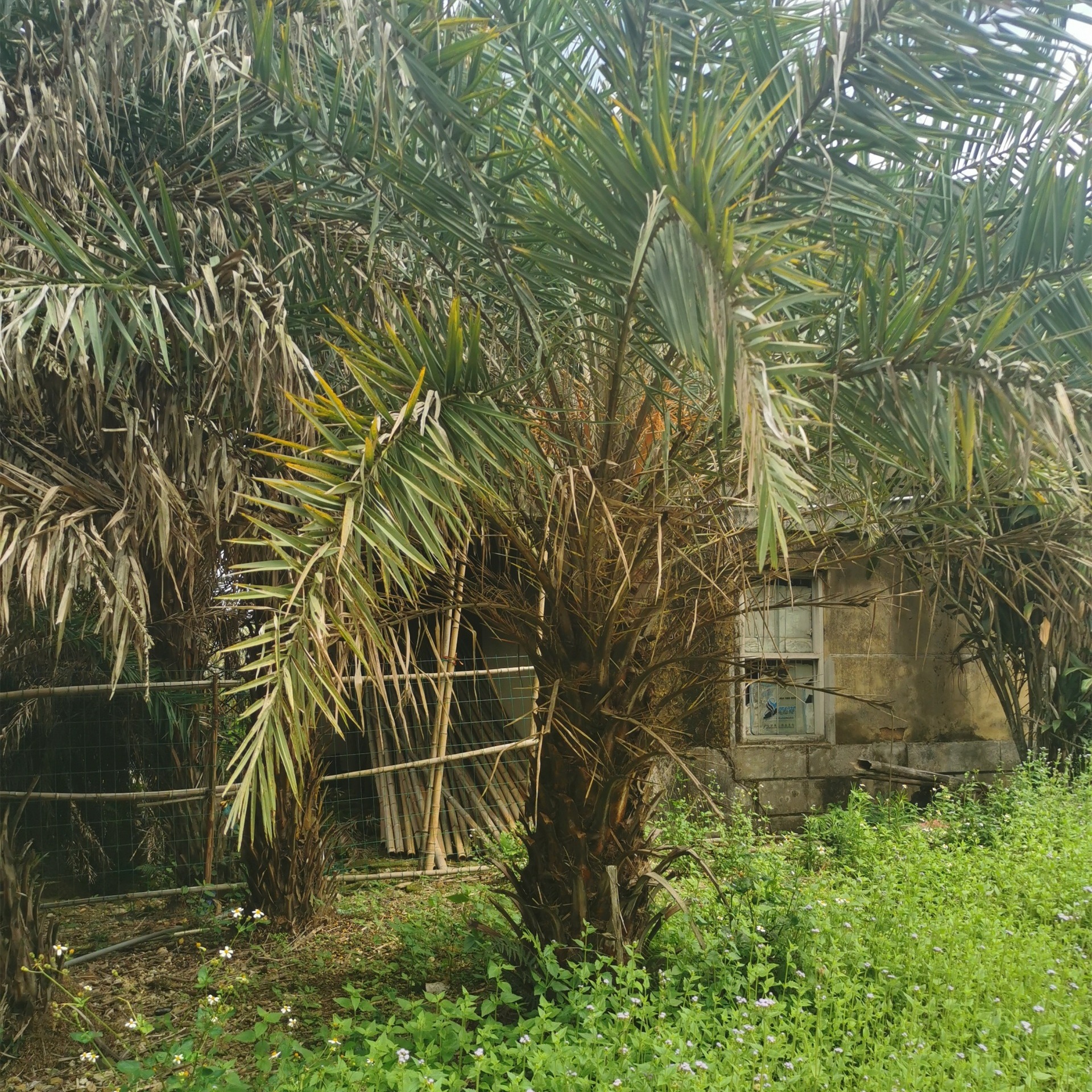 棕榈植物 1米杆中东海枣 绿锦园艺