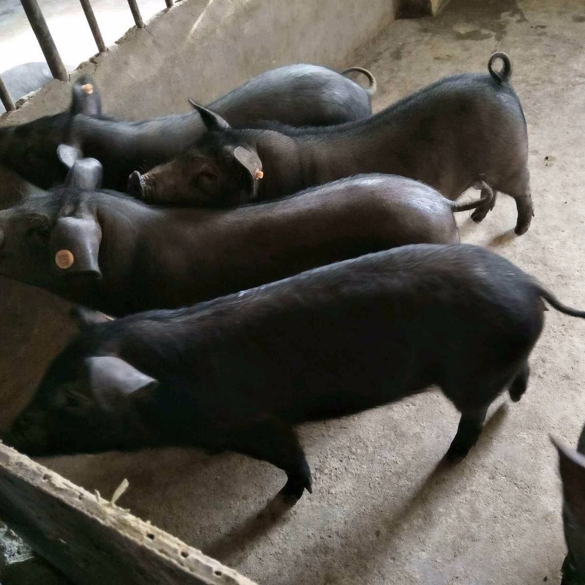 太湖二元母猪，江苏正规种猪养殖基地，纯种苏太母猪苗图片