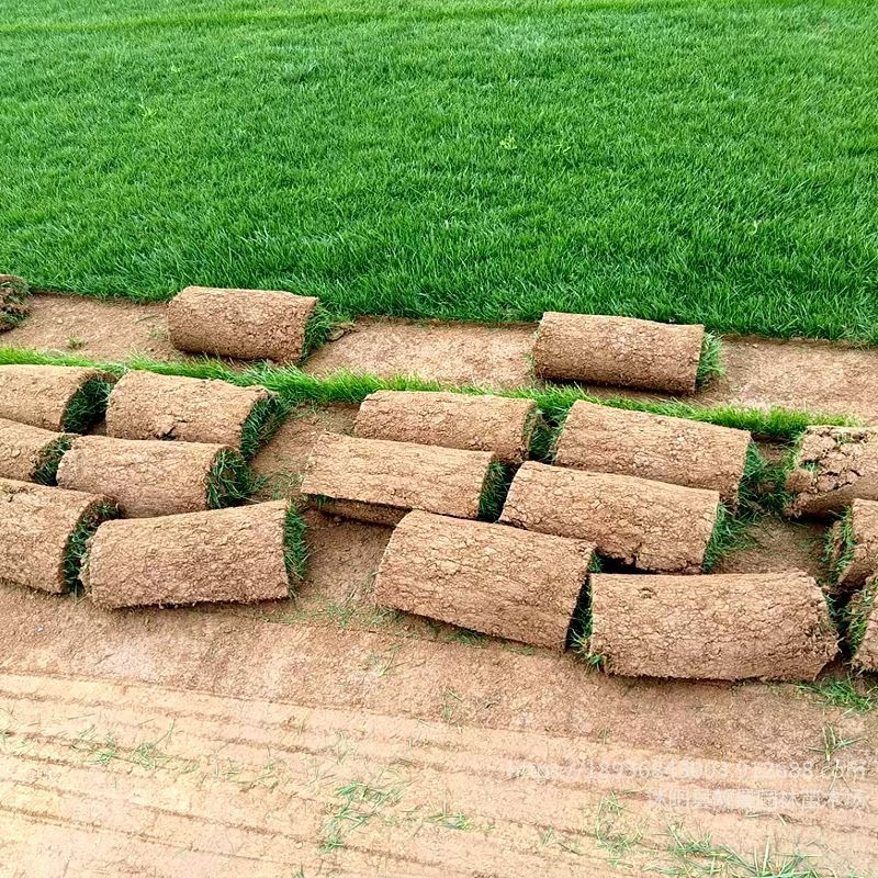 现铲草坪出售 中华结缕草行情 冷季型地毯草坪 沭阳苗圃厂家