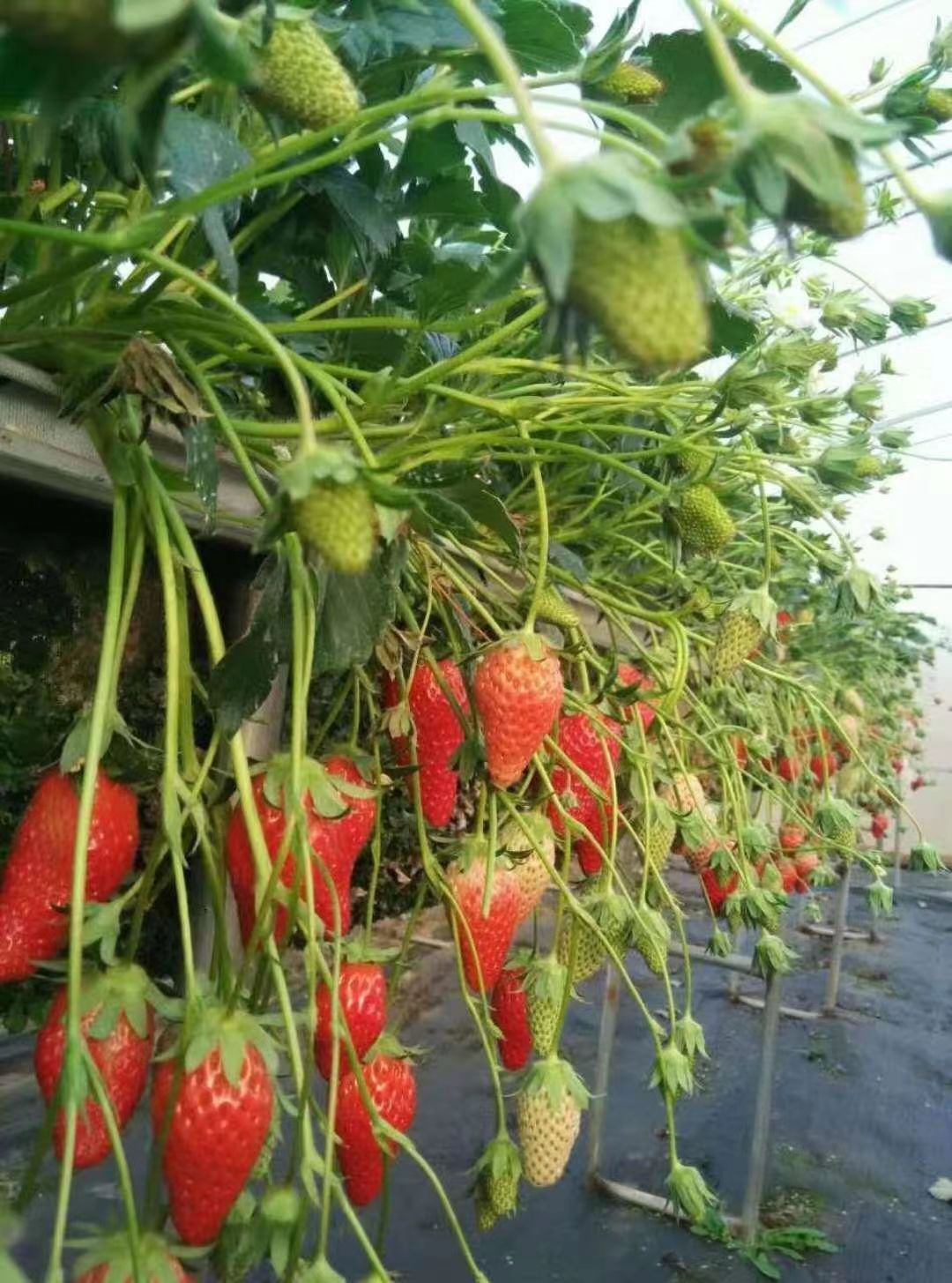 红颜草莓苗妙7草莓苗大棚种植打冷发货