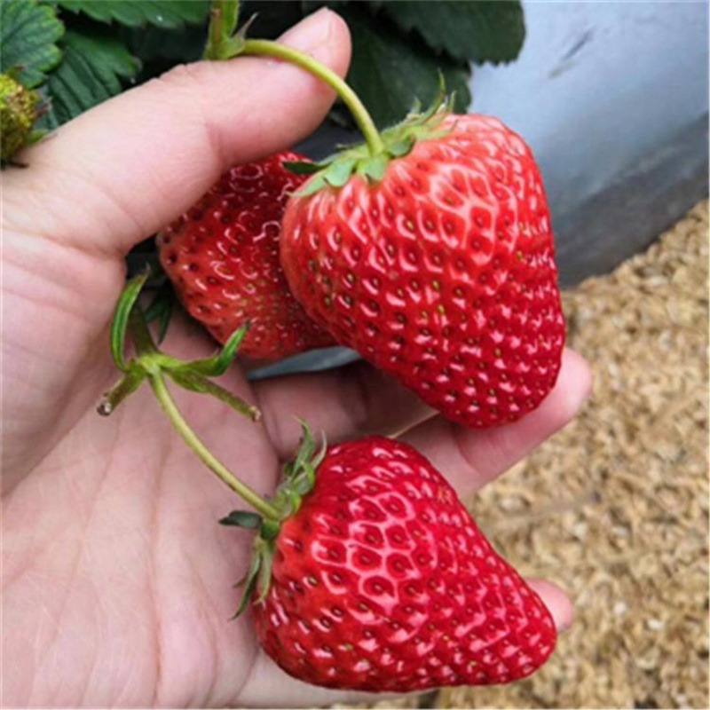 香野草莓苗品种介绍 香野草莓苗价格便宜成活率高 兴红农业图片
