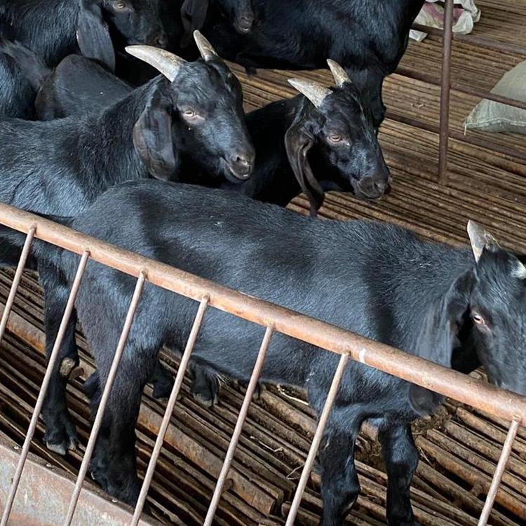 黑山羊繁殖基地 黑山羊批发市场 黑山羊苗养殖基地 现代 自产自销