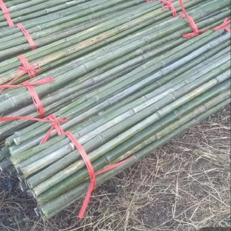 竹棍 农地里种菜爬藤用竹子长度可定制