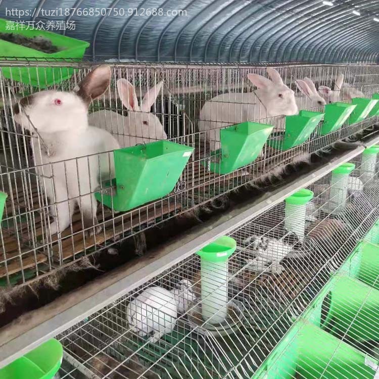 肉兔子养殖场 新西兰肉兔养殖场 肉兔种兔价格