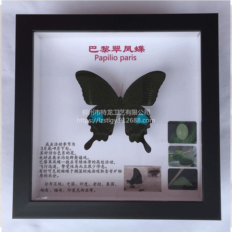 昆虫 蝴蝶标本 加工制作 学校生物教学 自然生态  科普展览 展示用品 可定做图片