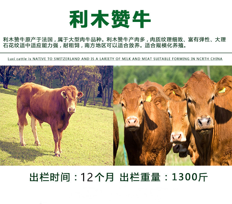 鲁西黄牛肉牛养殖 纯种鲁西黄牛苗批发市场 通凯牧业示例图5