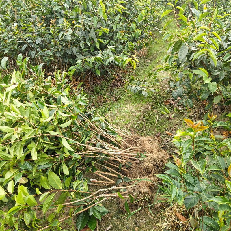 大果山茶树 矮化茶籽树 1-3斤茶果 广西产地批发基地直发