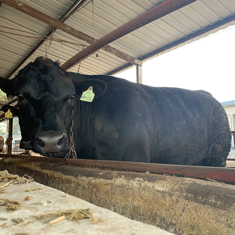 肉牛养殖黄牛价格 批发零售安格斯牛 供应肉牛犊改良牛犊 鼎荣 繁殖快