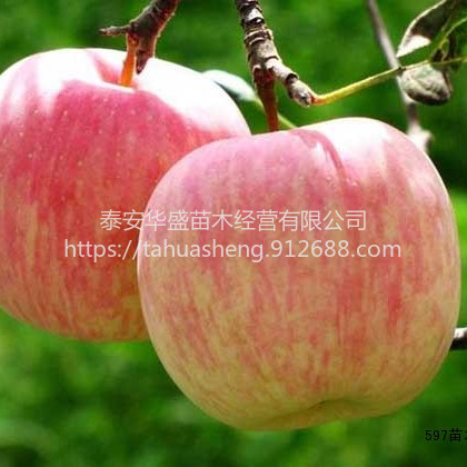 爱妃苹果苗品种纯正，提供技术指导嘎啦苹果苗品种纯正，提供技术指导