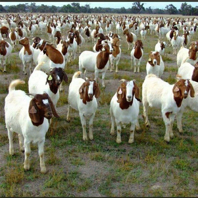 澳系波尔山羊 纯种波尔山羊大公羊 通凯 成年羊200斤图片