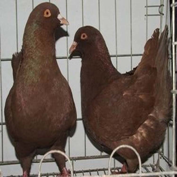 肉鸽种鸽子一对价格 肉鸽种鸽子养殖场 肉鸽子养殖场