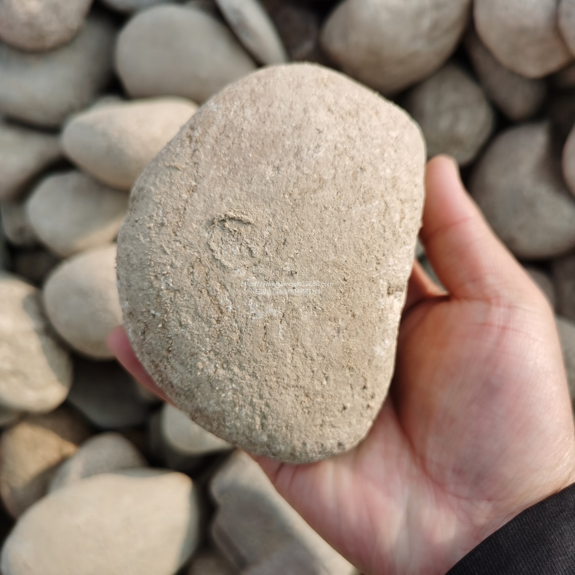 亿翁 鹅卵石 天然鹅卵石 景观鹅卵石 铺路鹅卵石  鹅卵石批发 鹅卵石厂家图片
