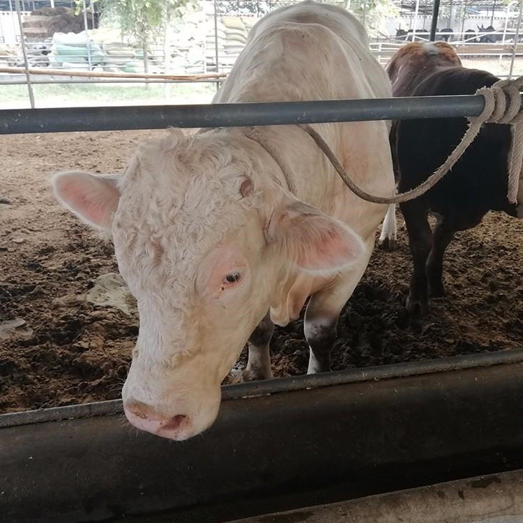 西门塔尔牛公牛 贵州六盘水养牛基地 一头牛一年利润 通凯牧业图片