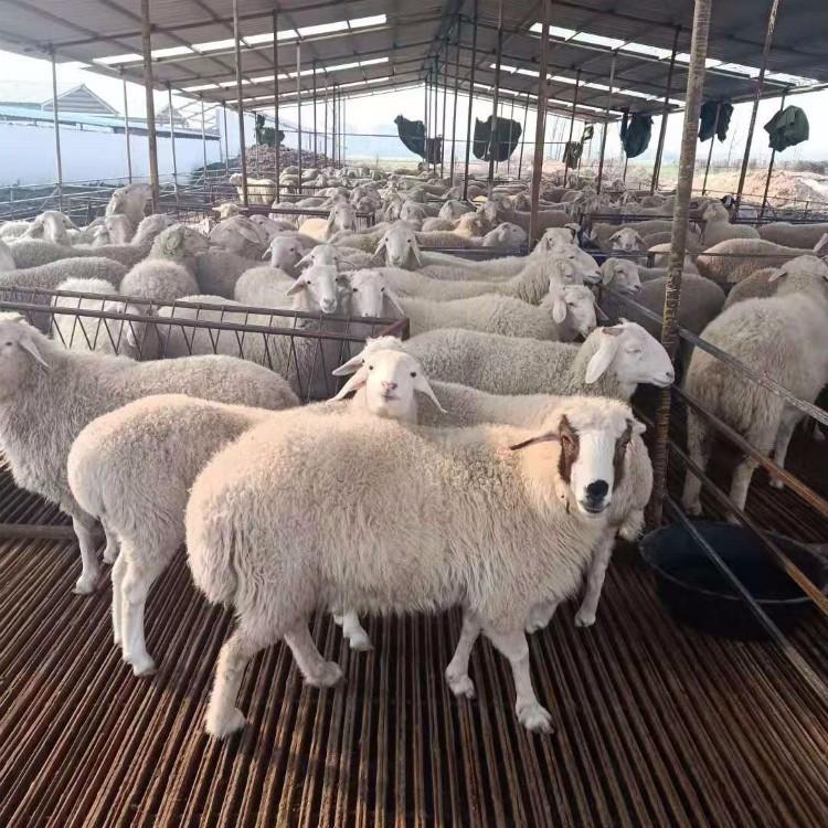常年供应小尾寒羊 现代 小尾寒羊种羊养殖场 新疆小尾寒羊 大量供应