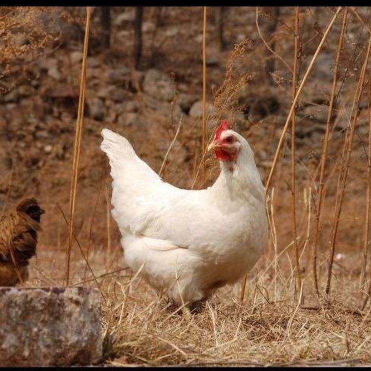 新海兰灰青年鸡产蛋率 60日龄新海兰灰青年鸡采食量 华裕新海兰灰青年鸡