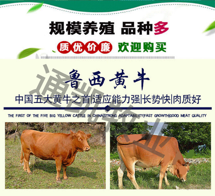 贵州省西门塔尔牛养殖基地 西门塔尔小肉牛犊子价格 通凯 西门塔尔牛幼牛批发示例图1