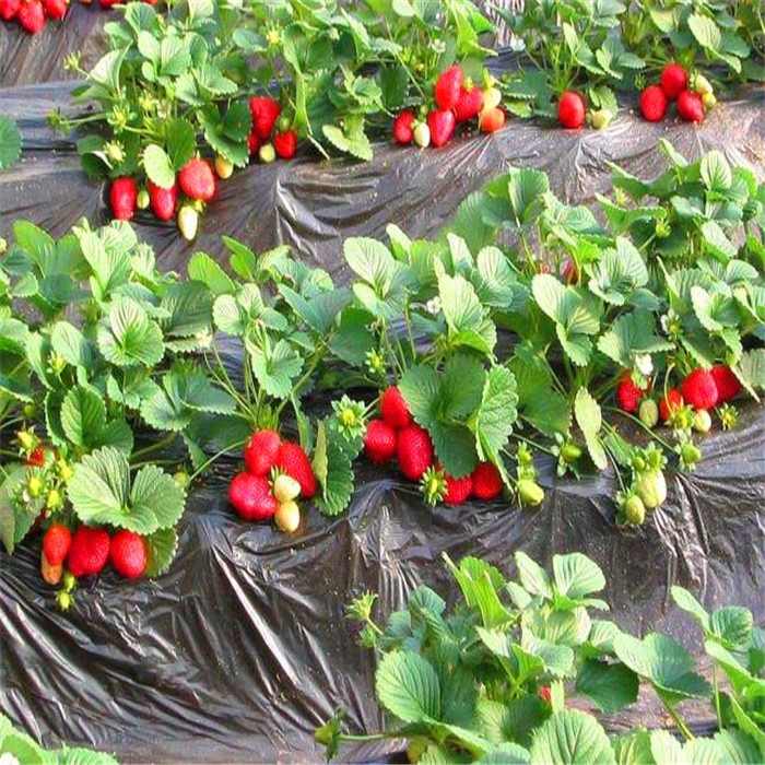天仙醉 草莓苗 量大优惠图片