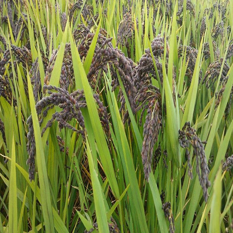 正宗黑糯米稻谷种子 高产黑粳米香米黑谷水稻秦稻二号 500克 送种植资料图片