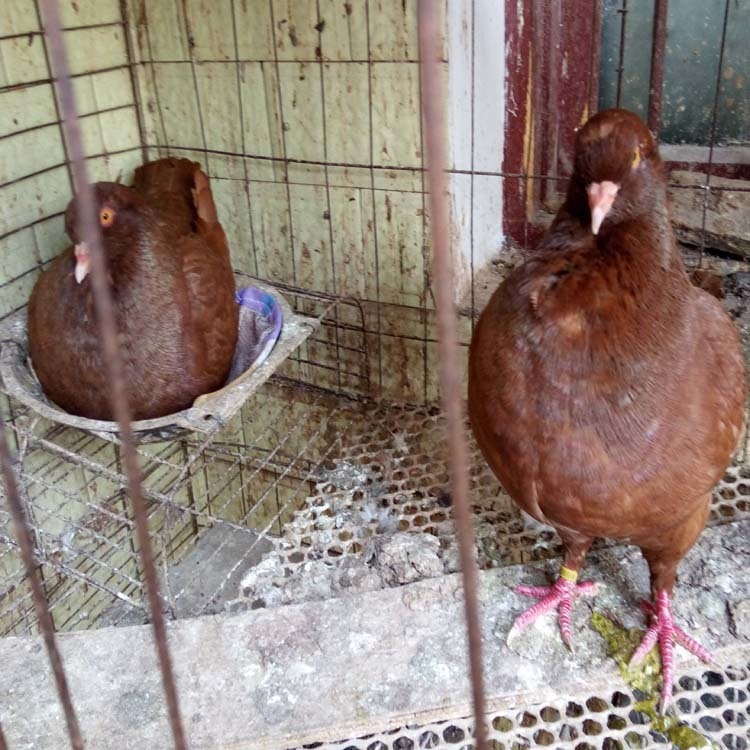 福建元宝鸽养殖场 元宝鸽价格 大体元宝鸽 2斤的元宝鸽图片