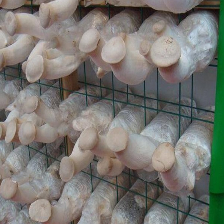 温室食用菌网格网架 大棚养殖蘑菇架平菇出菇网格架秀珍菇养殖架图片