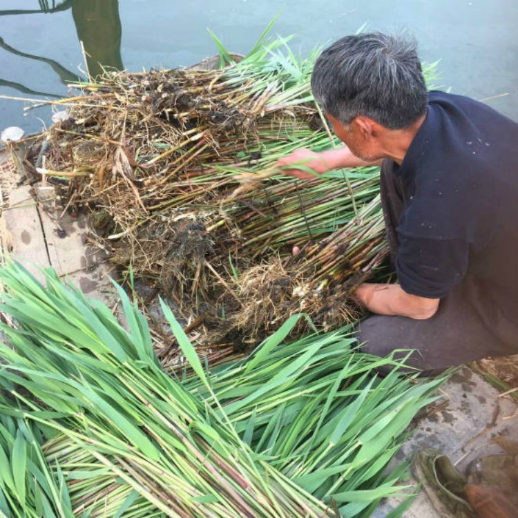 多年生芦苇批发  承接芦苇种植 销售多种水生植物