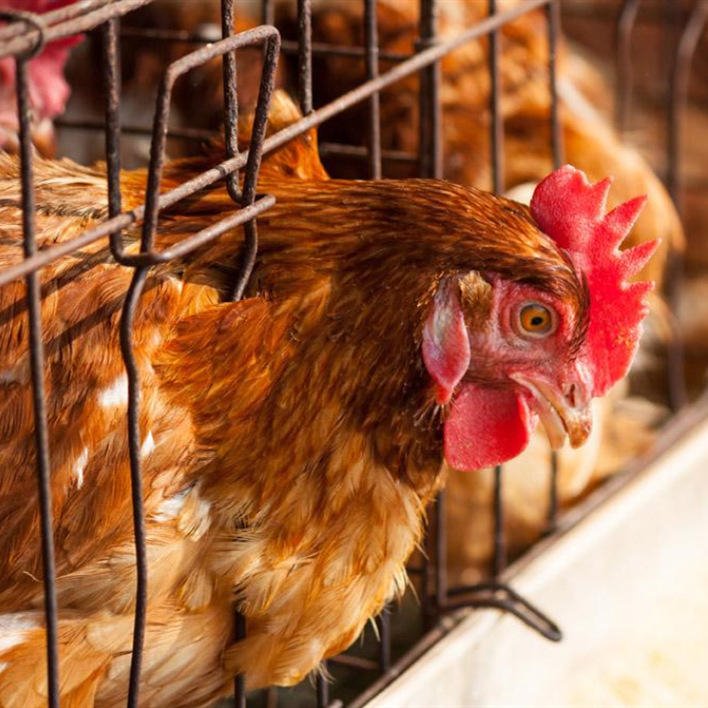 山西海兰褐青年鸡5万只厂家 平养5万只海兰褐青年鸡优点