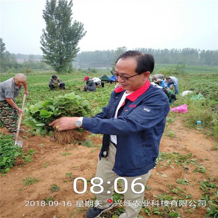 四川红颜草莓苗价格 贵州九九草莓苗品种 种植技术 兴红农业