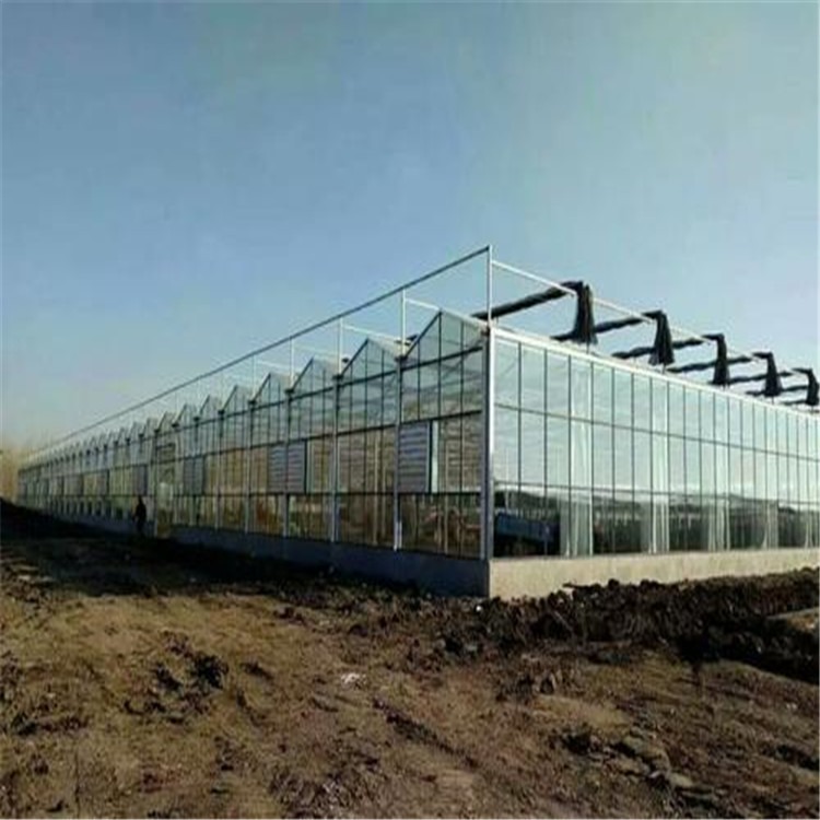 果蔬大棚的建造  文洛式智能连栋温室旭航温室工程建设厂家