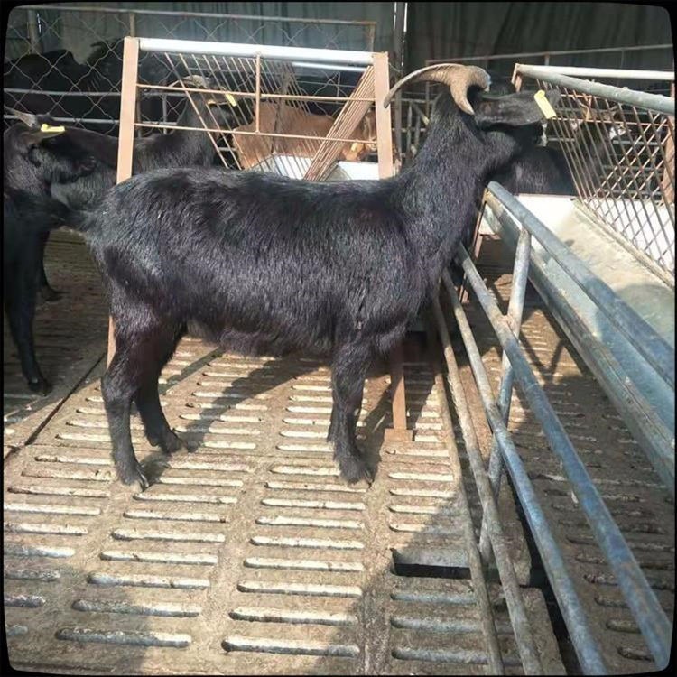 30斤小羊羔价格 黑山羊羊羔出售 通凯黑山羊厂家图片