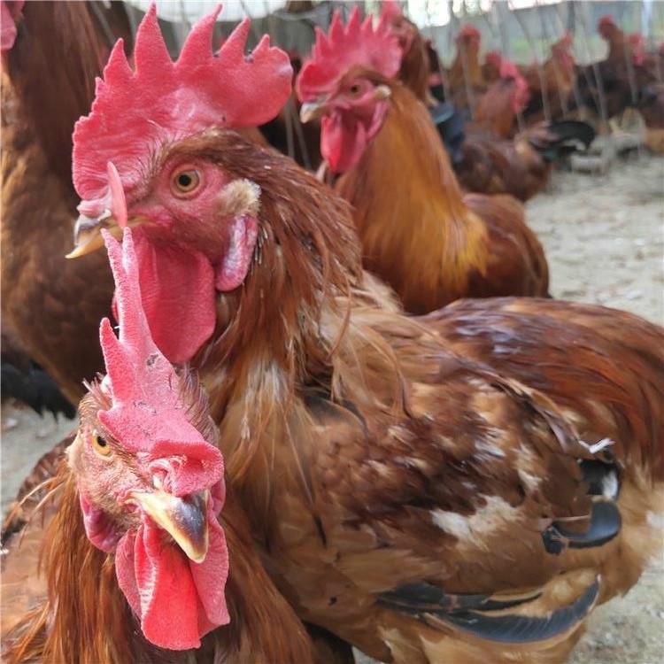 脱温红玉鸡苗厂家 特种珍禽养殖种苗 长势好九斤黄鸡苗 鼎荣 厂家出售