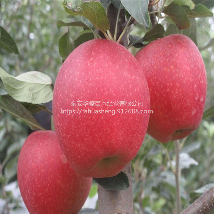 寒富苹果苗品种纯正，提供技术指导富士系列基地直销，保湿发货
