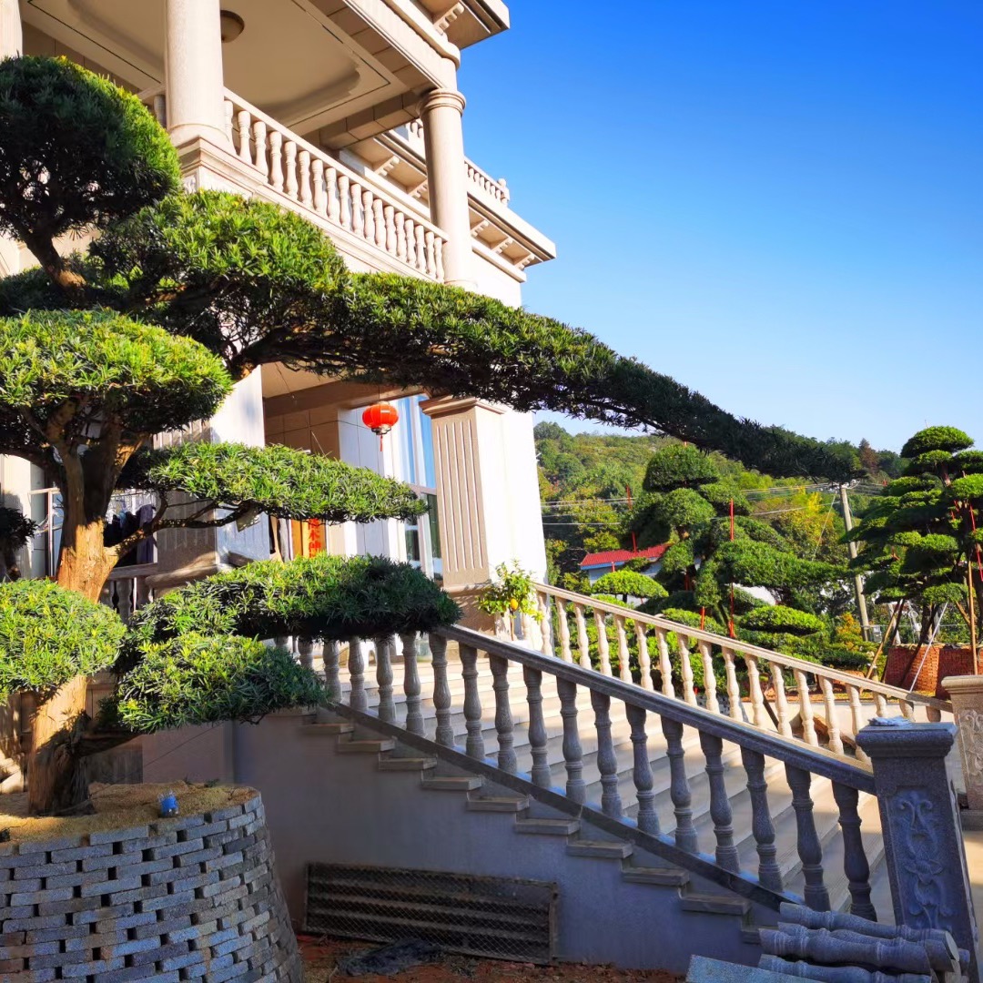日本造型罗汉松 庭院绿化风景树  别墅景观造型树