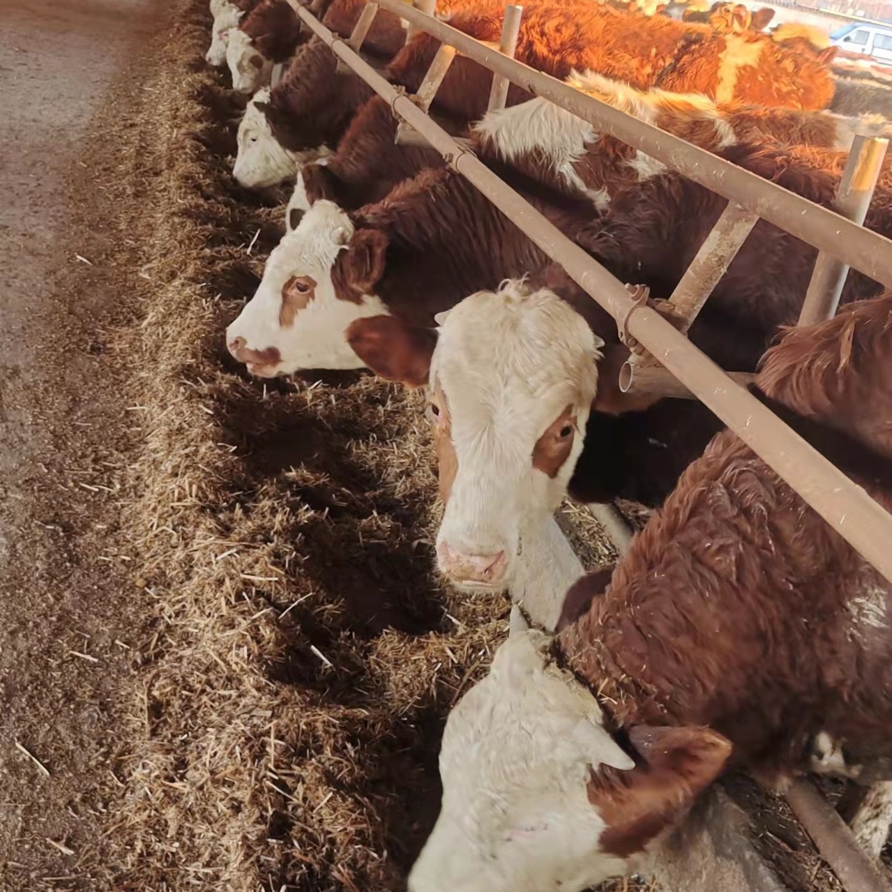 西门塔尔牛市场价格 荟泰 供应西门塔尔牛苗  肉牛犊出售