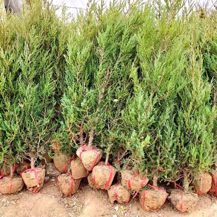 刺松树1-3米高价格 新疆沙漠盐碱地成活率高 松柏树批发