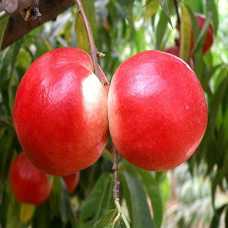 基地直售 映霜红 甜黄金 桃树苗 盆栽果树当年结果 量大价优