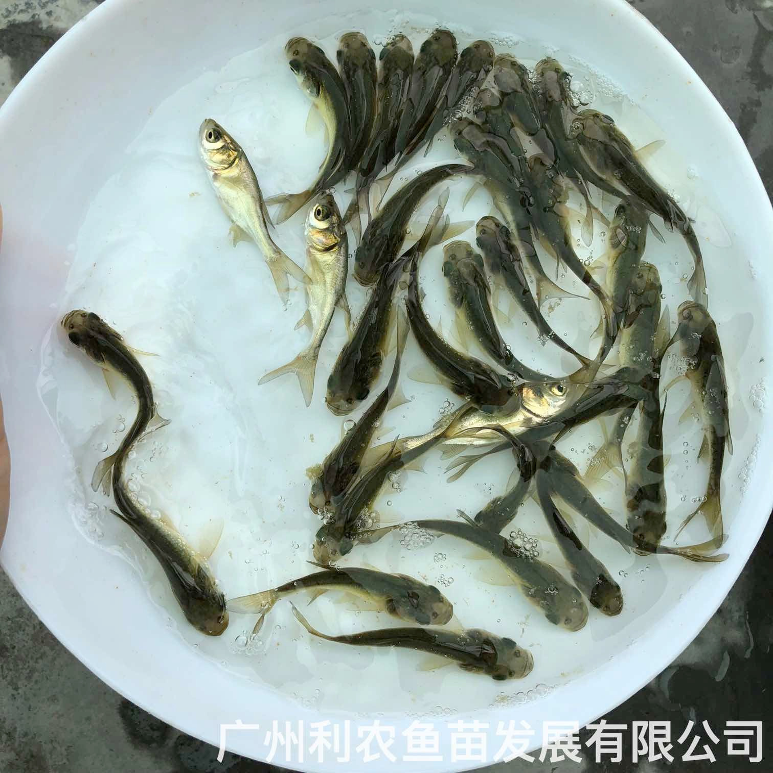 广西柳州大头鱼苗四大家鱼苗出售广西崇左花鲢鱼苗养殖基地