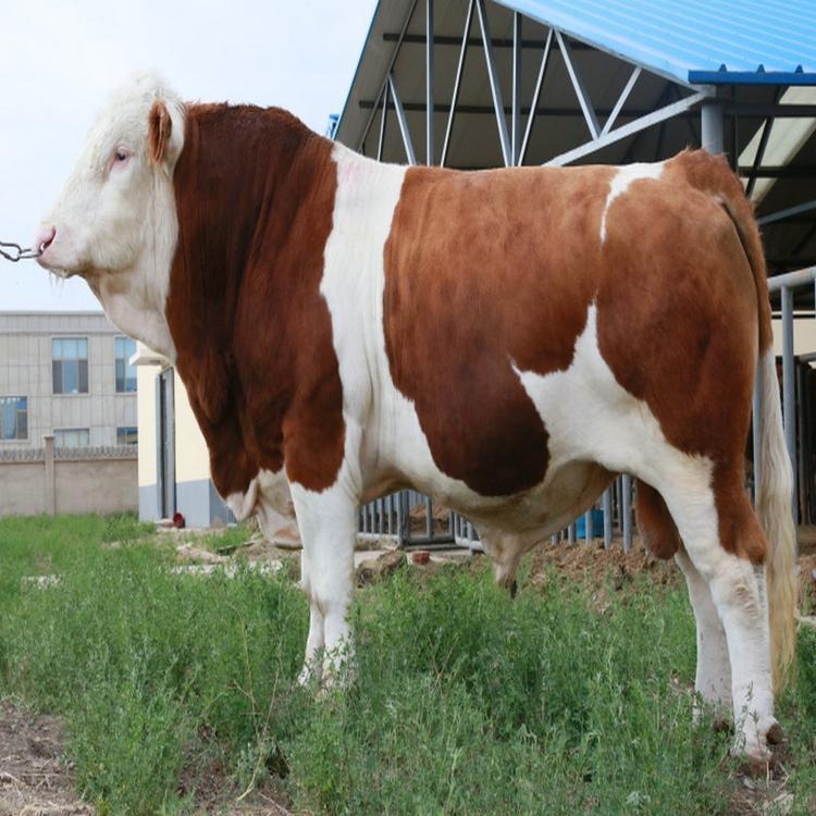 西门塔尔牛 中威牧业改良肉牛犊 种牛 抗逆性强 繁殖能力强图片
