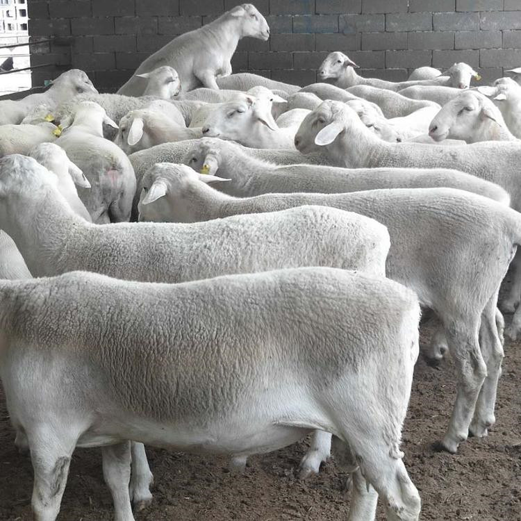 改良澳洲白绵羊 澳洲白肉羊苗批发 肉羊前景 农家养殖