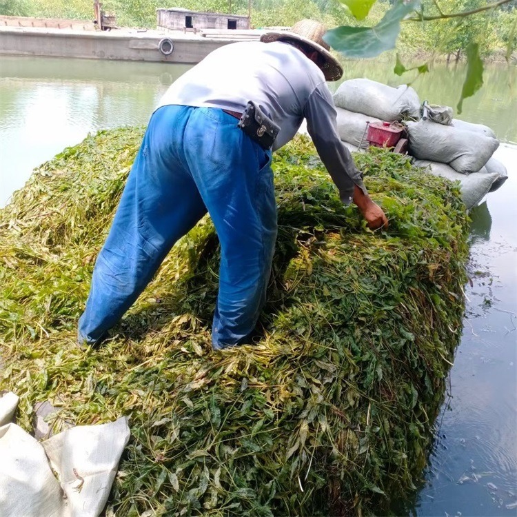 湿地绿化马来眼子菜种苗批发 承接沉水植物种植