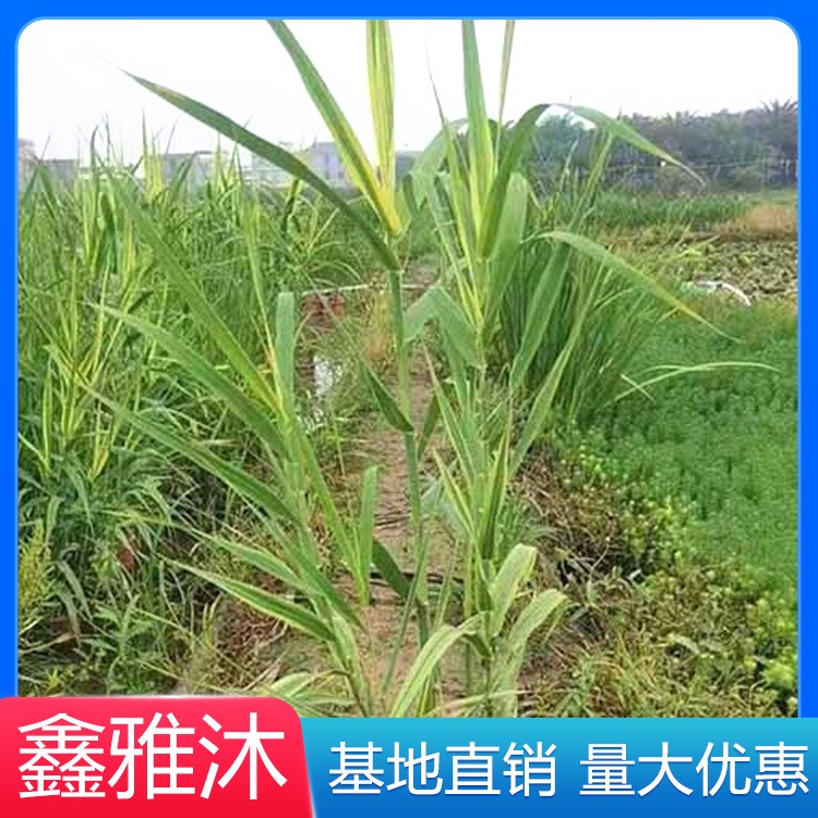 鑫雅沐水景 水生植物种植厂家电话 水生植物种苗价格 水生植物名称图片