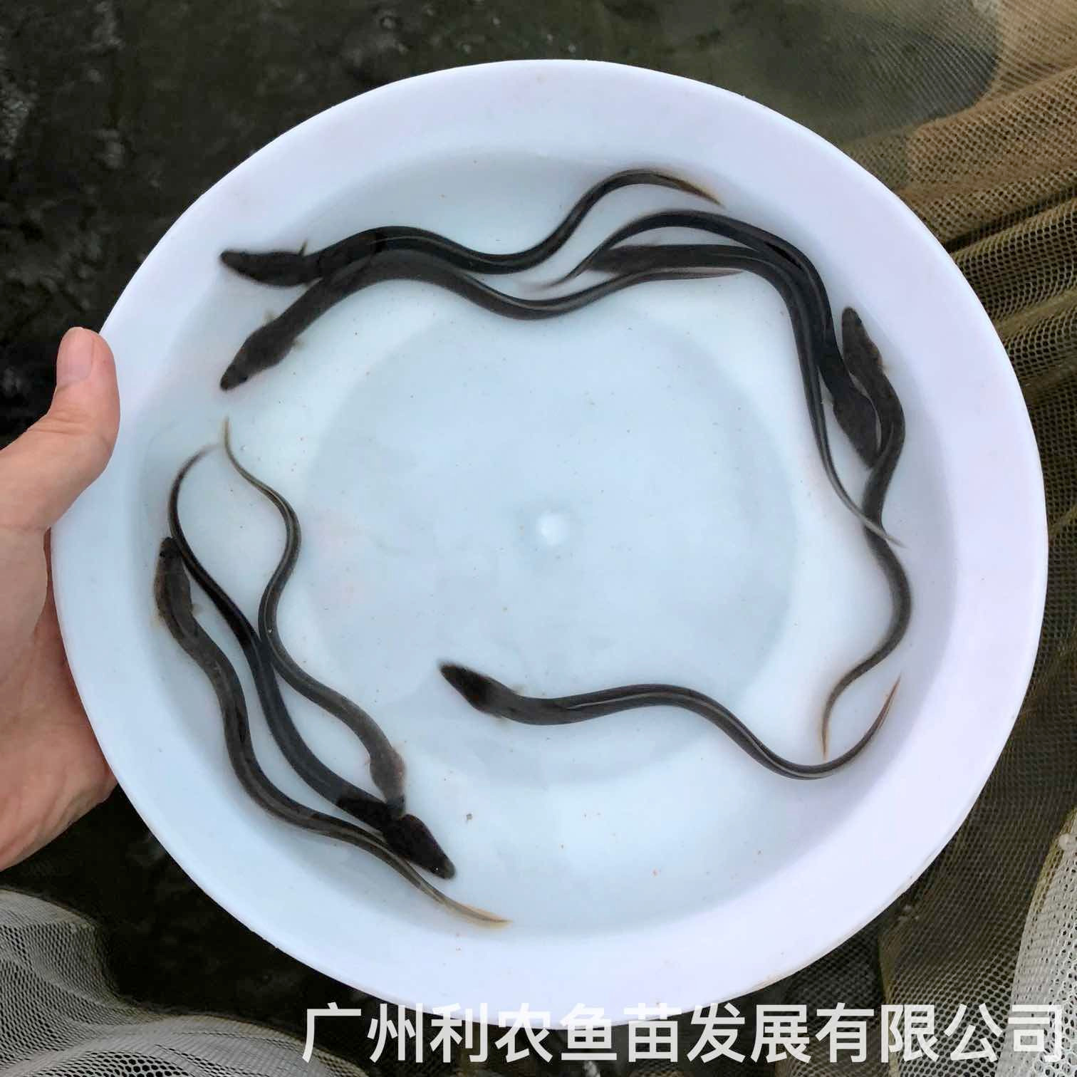 广西柳州淡水花鳗鱼苗出售广西来宾鳗鱼苗批发价格