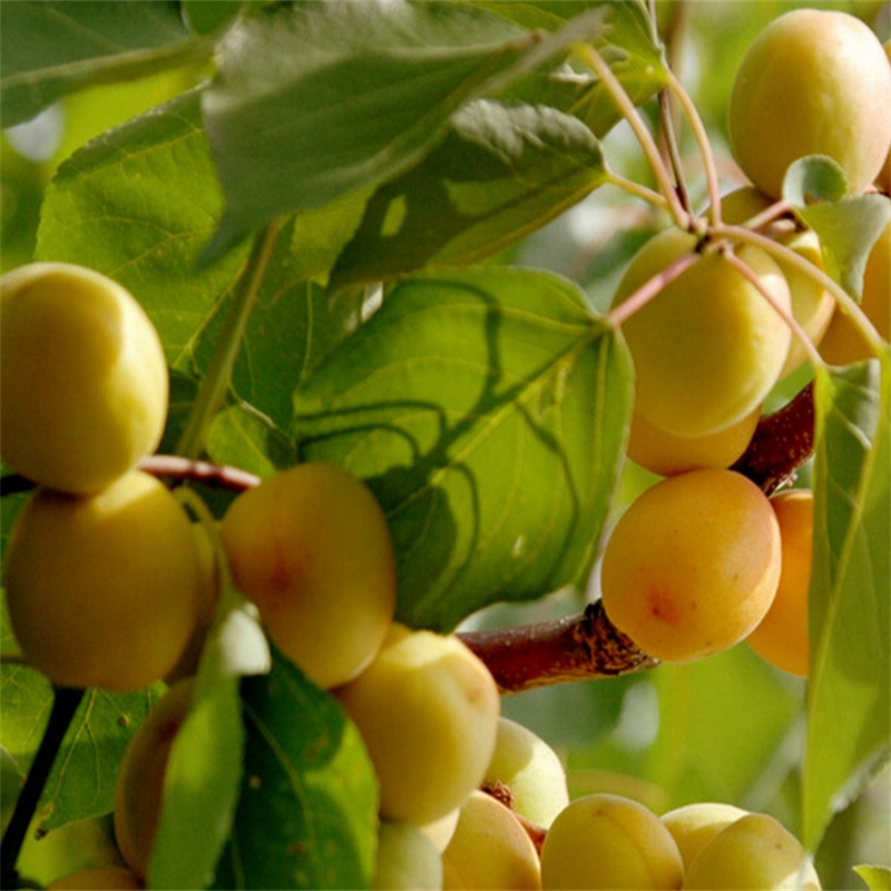 大量供应3公分杏树荷兰香蜜杏树苗批发3公分珍珠油杏价格优化丰园红杏苗