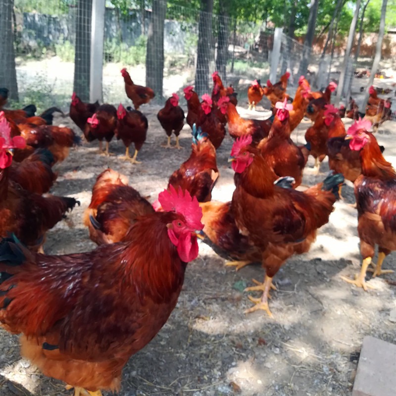 红玉母鸡苗 质量保证 红玉母鸡苗 服务周到 鼎荣禽业图片