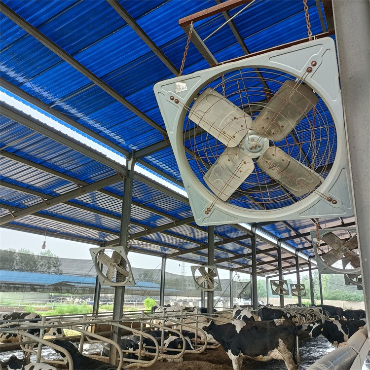 苏牧重工牛场通风降温设备 牛舍悬挂式风机现货直供  牛场风扇工作图片 型号齐全